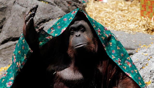 This Orangutan Is Now A Legally Recognized Nonhuman Person In Argentina