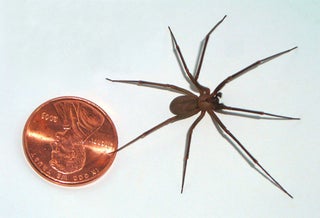 Radioactive Venom Lengthens Lives, Promotes Tumescence