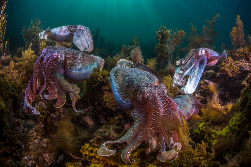 Swarms of Octopus Are Taking Over the Oceans
