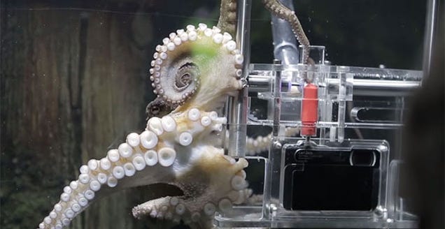 Holy Crap, This Octopus is Taking Pictures of Its Visitors