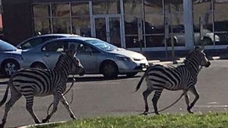 Two Zebras Are on the Loose After Boldly Escaping From a Circus in Philadelphia [Updated]
