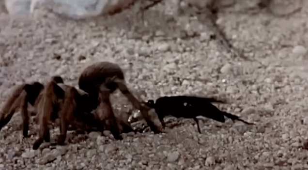 Witness The Epic Battle Between A Tarantula And A Spider-Hunting Wasp