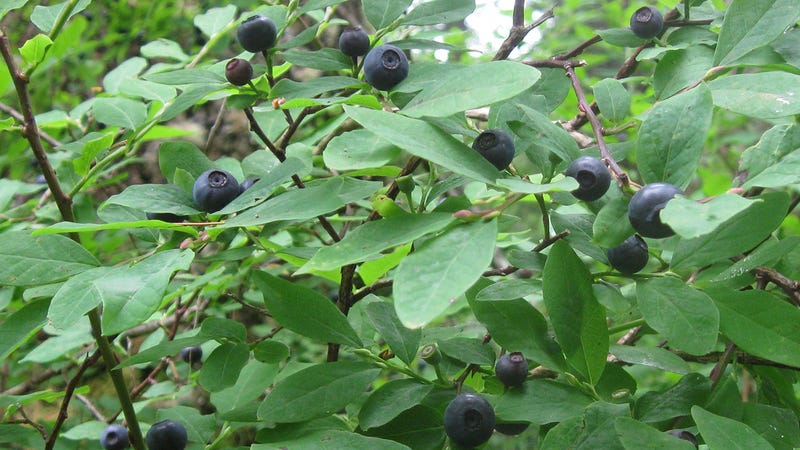 tree with small purple berries in grape like clusters
