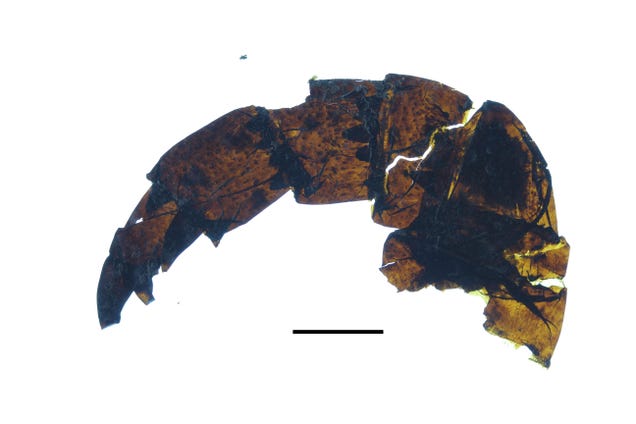 Five-Foot-Long Sea Scorpion Proves the Ancient Oceans Were a Terrifying Place