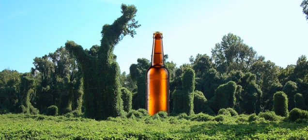 Would You Drink A Beer Made From Kudzu?