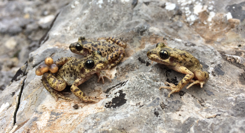 Biologists Found a Crazy Solution to That Deadly Amphibian Fungus