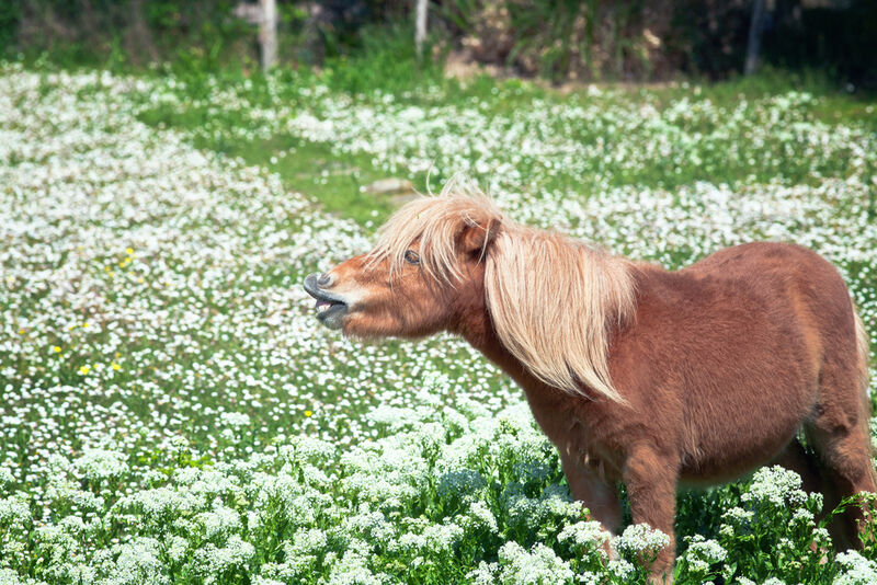"Sparkleponies" Will Totally Make Humanities Professors Relevant Again