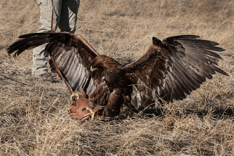 Spirit the Eagle Helps to Stop Birds Getting Chopped by Wind Turbines