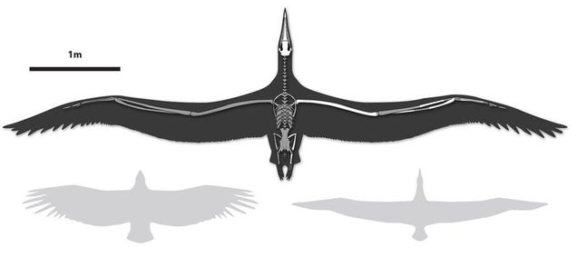 World's largest flying bird was as big as some aircraft