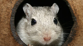 The Enemy Has Been Living With Us the Whole Time and It's Gerbils