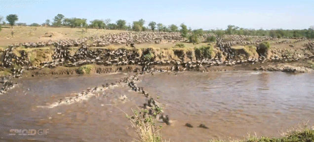 1.5 million wildebeests cross a river in one impressive time-lapse