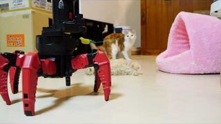 When the Robots Rise Up, First They Will Fight the Felines