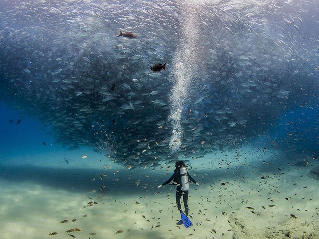 photo of Spectacular photo of a scuba diver swimming under a massive fish tornado image