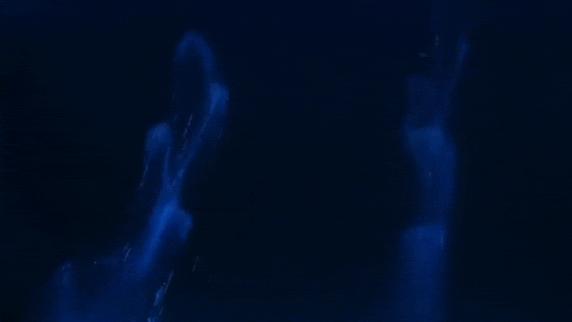 Seeing Dolphins Swim in Glow-in-the-Dark Waters Is Beyond Stunning