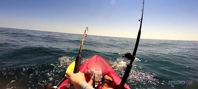 Man in kayak hooks 11-foot hammerhead shark, gets towed for 12 miles