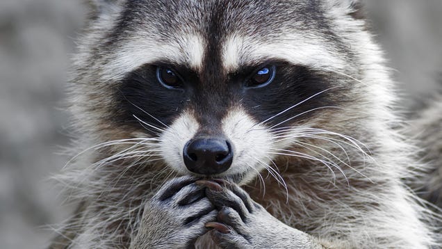 Here's a Raccoon Reading the Paper to Save Print Media