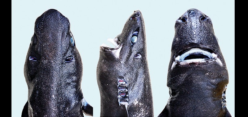 Scientists Officially Pronounce the "Ninja Lanternshark" a New Species