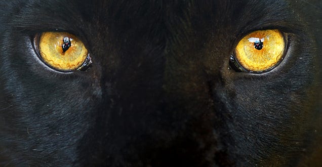 Científicos logran fotografiar las manchas en la piel del leopardo negro