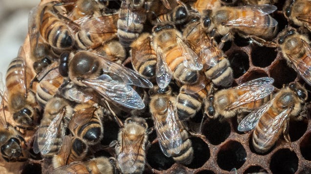 Michigan Man Crashes Into Empty House Filled With Bees, Dies