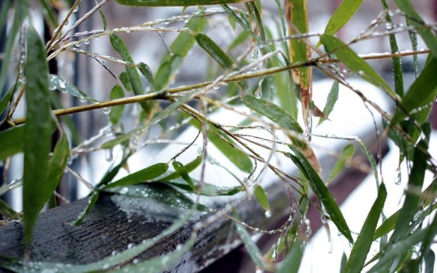 14 Frozen Photos Of The Polar Vortex
