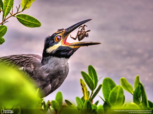 The best pictures from National Geographic's Photo Contest 2014