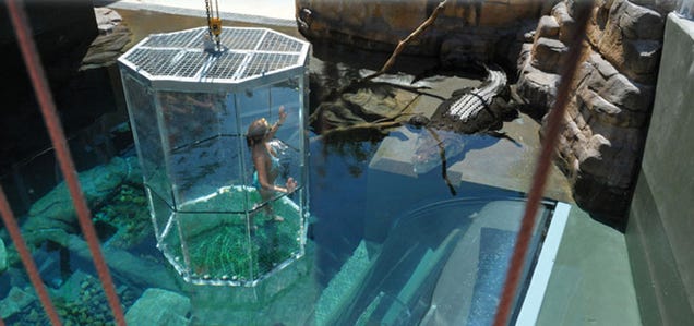 If They've Named It 'The Cage Of Death,' You Know It's Safe