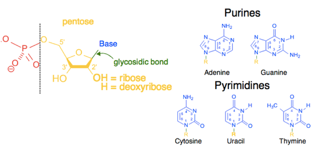 Ten Things You Probably Didn't Know About DNA