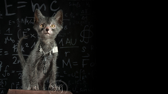 Humans create cat werewolves—and they're very cute and very spooky