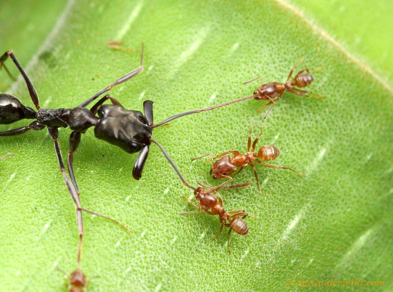 ant ants azteca guard macrophotographs trap jaw cecropia intruders working downright warfare epic tree together zealously against panama surround appendages