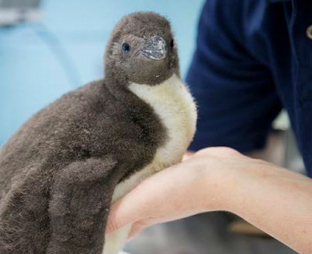 Female Baby Penguin Has Triumphant &#39;Gender-Reveal&#39; Party in Chicago