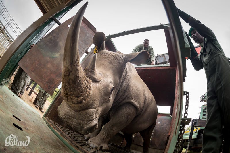 The Best Way To Transport A Rhino Upside Down Tied To A Helicopter