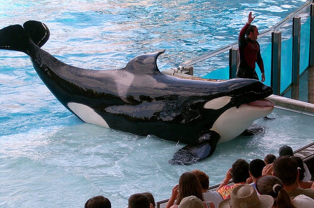 SeaWorld Hopes You Forget About 'Blackfish' With These Shiny New Tanks