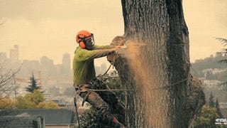 Video: Chopping down a giant tree in an urban area is like an opera 