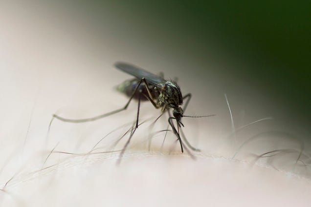 75 Close-Ups Of Bugs