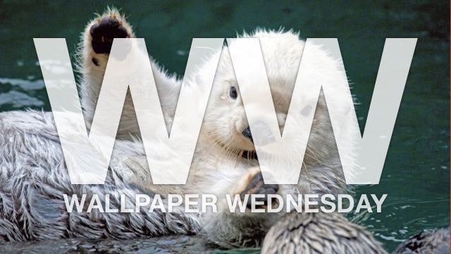 Say "Awwww" with These Baby Animal Wallpapers