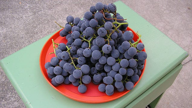 Wash Grapes Quickly With Baking Soda and Salt 