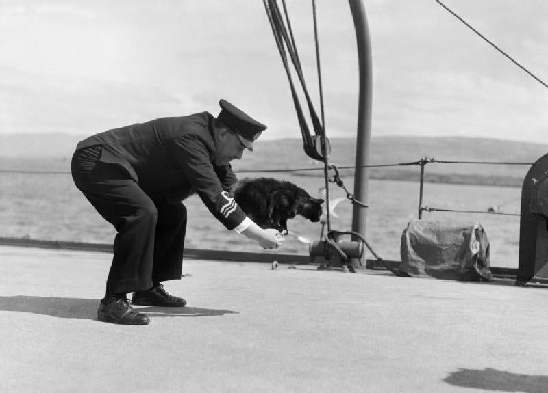 La leyenda de Oscar, el gato que sobrevivió a tres naufragios y una guerra mundial