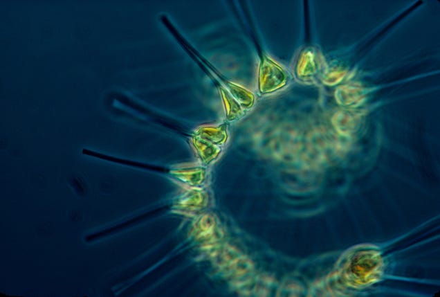 These nearly-invisible sea creatures fill the oceans with beauty