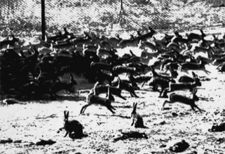 rabbit predators in australia