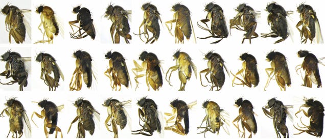 30 Previously-Unknown Species of Fly Discovered in Los Angeles