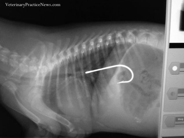 X-rays of the weird things that vets find inside pets