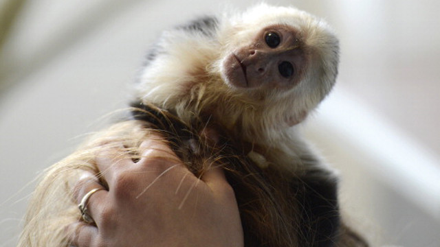 Postcards from Prison: 8 Adorable Images of Justin Bieber's Monkey Under German Quarantine
