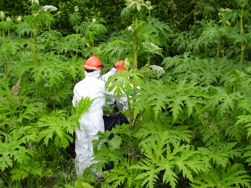 This Creepy Invasive Plant Is Wreaking Havoc In North America