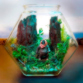Star Wars terrariums bring a little piece of Dagobah into your home