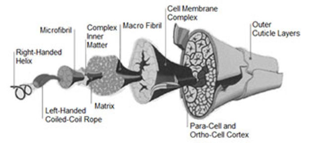 Why Cotton Kills, A Technical Explanation