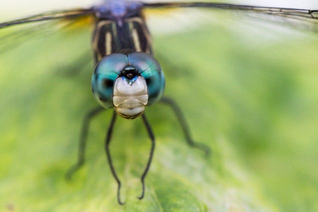 75 Close-Ups Of Bugs