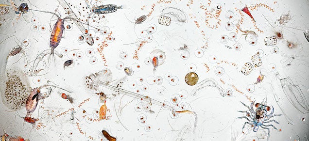 A single drop of seawater hides all these icky microscopic creatures