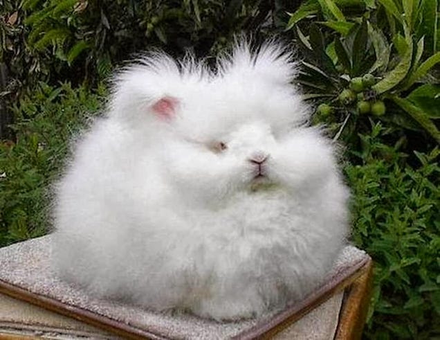 Medições precisas revelam que este é coelho fluffiest do mundo