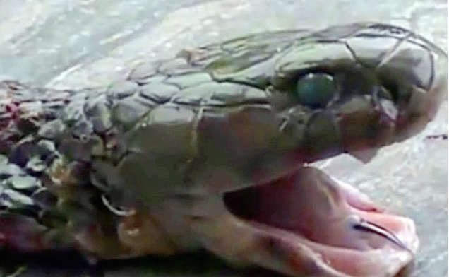 Cobra's Severed Head Awakes From the Dead to Kill Chinese Chef