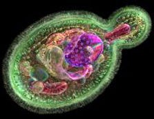 Geneticists Discover a Way to Extend Lifespans to 800 Years